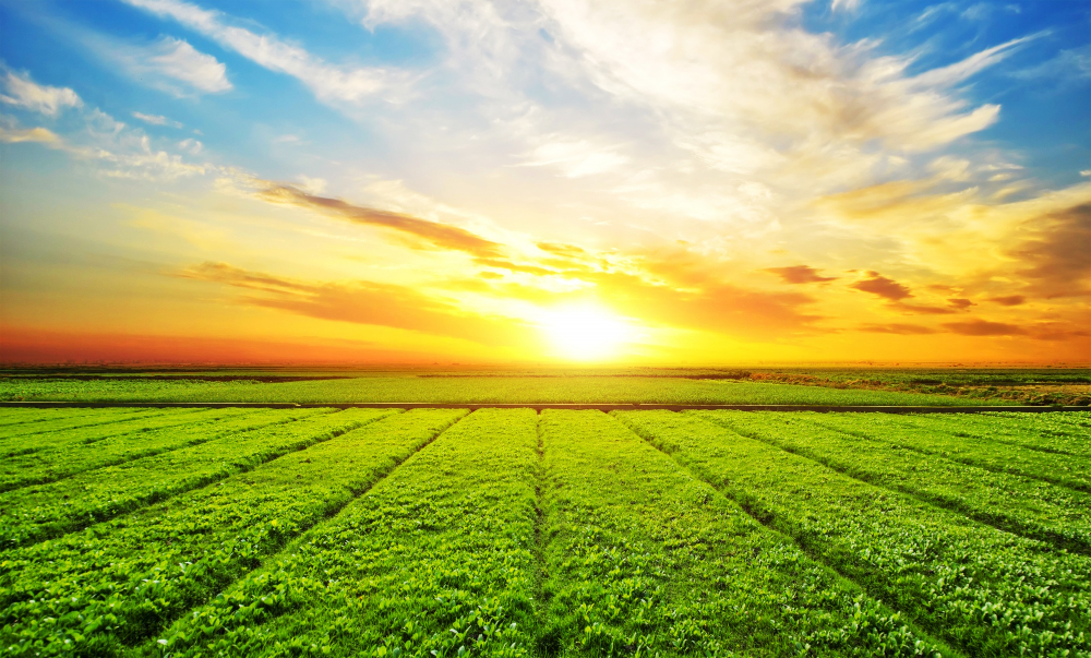 Read more about the article Biotechnology in the US Agricultural Revolution